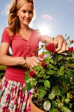 WOLF-Garten Snoeischaar "Premium Plus" RR 4000 - Max. Knipdiameter 22 Mm - Links- En Rechtshandige - Softinleg Handgreep - Snijhoek 30° - Voor Grote Handen - Vervangbare Messen 22 WOLF-Garten Snoeischaar "Premium Plus" RR 4000 - Max. Knipdiameter 22 Mm - Links- En Rechtshandige - Softinleg Handgreep - Snijhoek 30° - Voor Grote Handen - Vervangbare Messen -Gardena Verkoopwinkel 799x1200 24