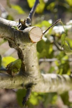 GARDENA - Comfort - Hefboomsnoeischaar Smartcut - Snoeischaar - Takdikte Max. 22 Mm 11 GARDENA - Comfort - Hefboomsnoeischaar Smartcut - Snoeischaar - Takdikte Max. 22 Mm -Gardena Verkoopwinkel 799x1200 36